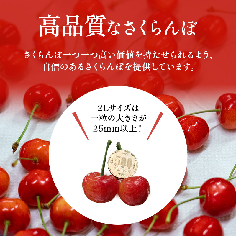 北海道仁木町のふるさと納税 先行受付 北海道 仁木町産 ジャンボサイズ さくらんぼ 【 南陽 】 2Lサイズ以上 300g×2パック 計600g　サクランボ チェリー フルーツ 果物 果物類  仁木町 仁木 [嶋田茂農園匠]