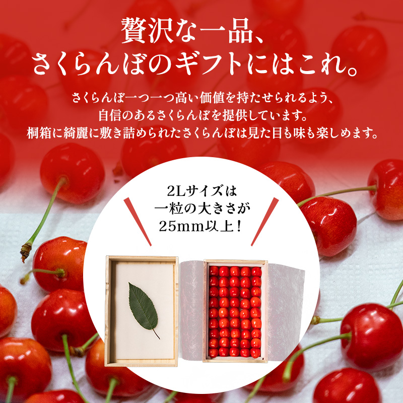 先行受付 北海道 仁木町産 贈答用 さくらんぼ 【 南陽 】 桐箱入 2L～3Lサイズ 500g 果物類 フルーツ チェリー サクランボ  [嶋田茂農園匠]