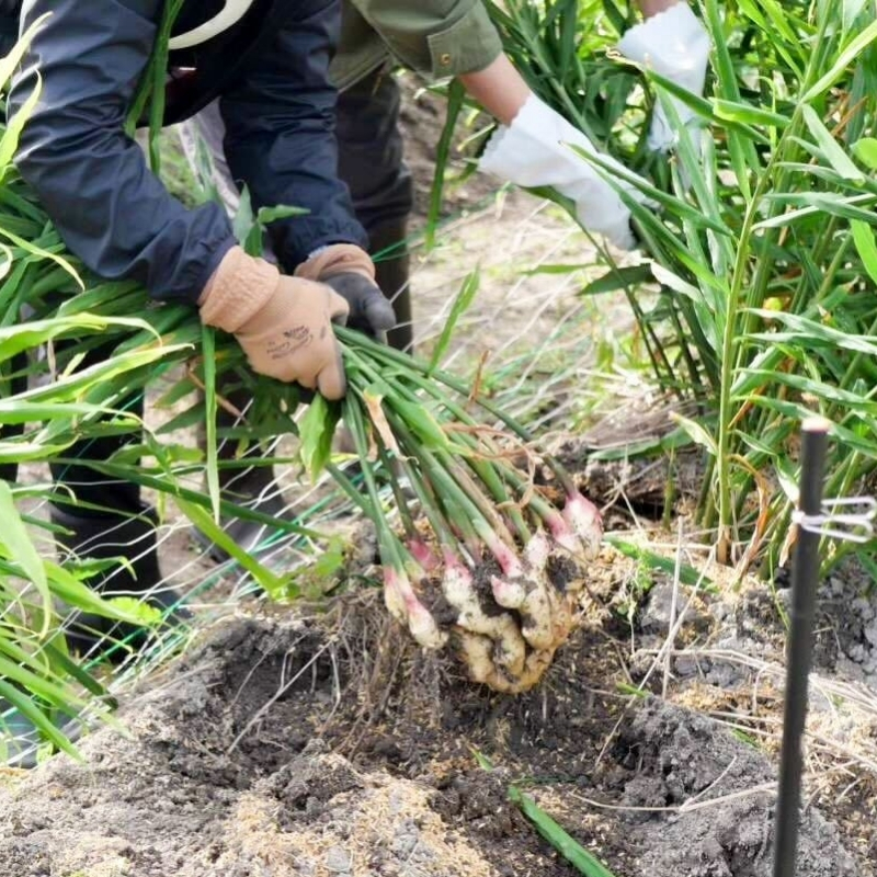 香川県産 生姜 農薬不使用１０ｋｇ 種生姜 熊本県産 無農薬生姜 1kg +プランター5個セット 送料無料