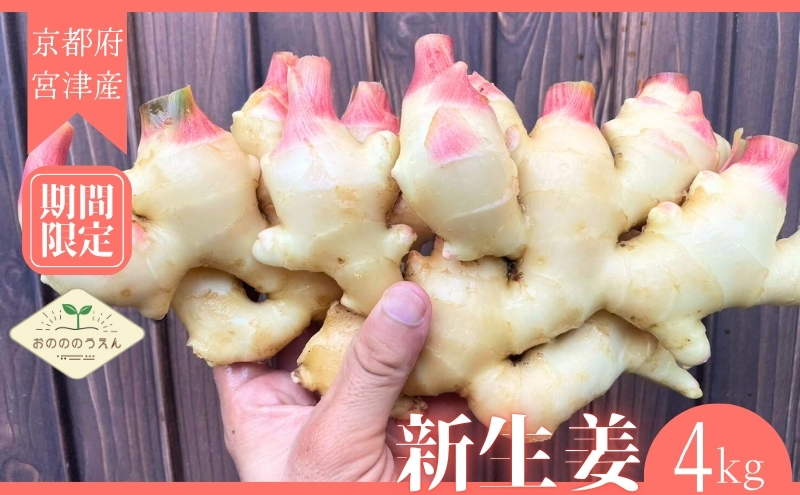 【2026年発送分予約】京都府産　新生姜 4kg 栽培期間中 農薬 化学肥料 除草剤不使用 生姜 しょうが 酢漬け 薬味 野菜 紅茶 ガリ チューハイ 健康 国産 おつまみ