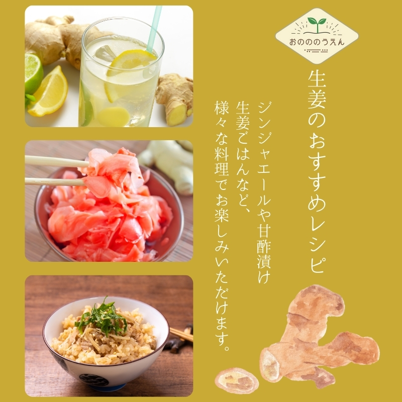 【2026年発送分予約】京都府産　新生姜 4kg 栽培期間中 農薬 化学肥料 除草剤不使用 生姜 しょうが 酢漬け 薬味 野菜 紅茶 ガリ チューハイ 健康 国産 おつまみ