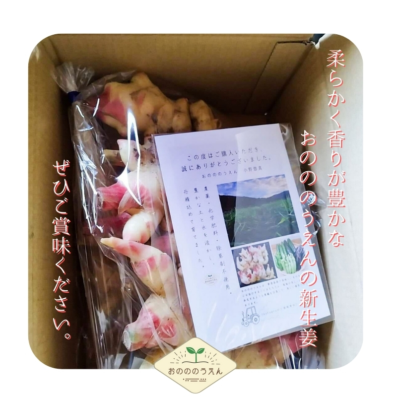 【2026年発送分予約】京都府産　新生姜 4kg 栽培期間中 農薬 化学肥料 除草剤不使用 生姜 しょうが 酢漬け 薬味 野菜 紅茶 ガリ チューハイ 健康 国産 おつまみ