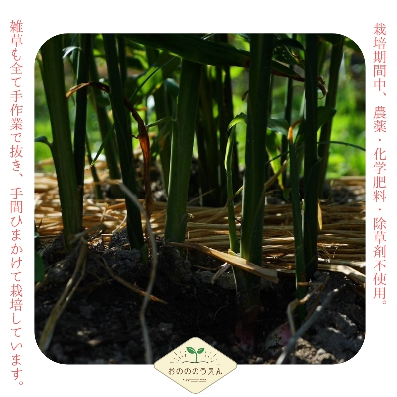 【2026年発送分予約】京都府産　新生姜 5kg 栽培期間中 農薬 化学肥料 除草剤不使用 生姜 しょうが 酢漬け 薬味 野菜 紅茶 ガリ チューハイ 健康 国産 おつまみ