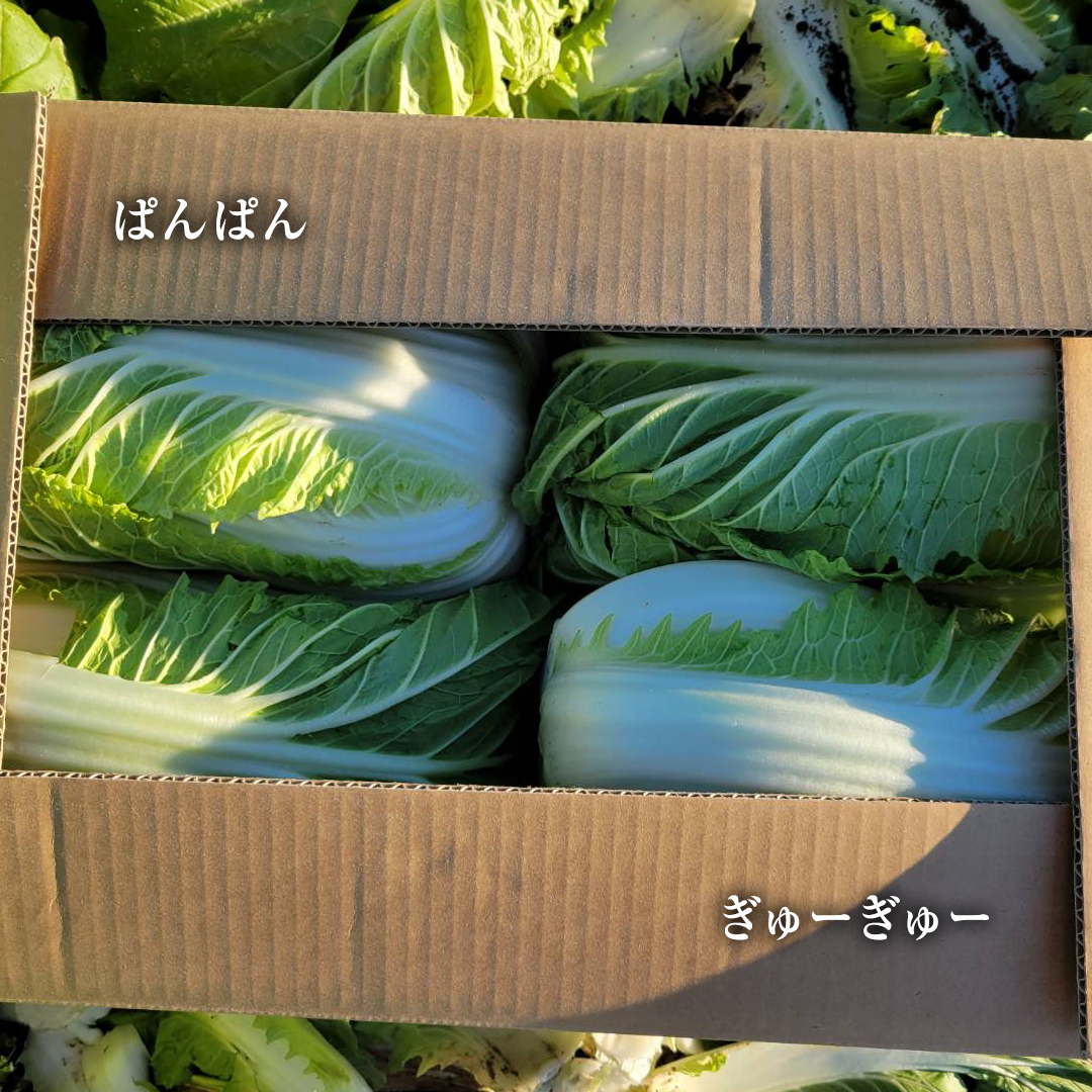 茨城県八千代町のふるさと納税 【2024年11月上旬より発送開始】 茨城県 八千代町産 白菜 はくさい 1箱 （ 4玉 ） 10kg 以上 生産量 日本一 農家直送 期間限定 ハクサイ 鍋 冬野菜 野菜 やさい 旬 ふるさと納税 6000円 八千代町 茨城 [AV009ya]