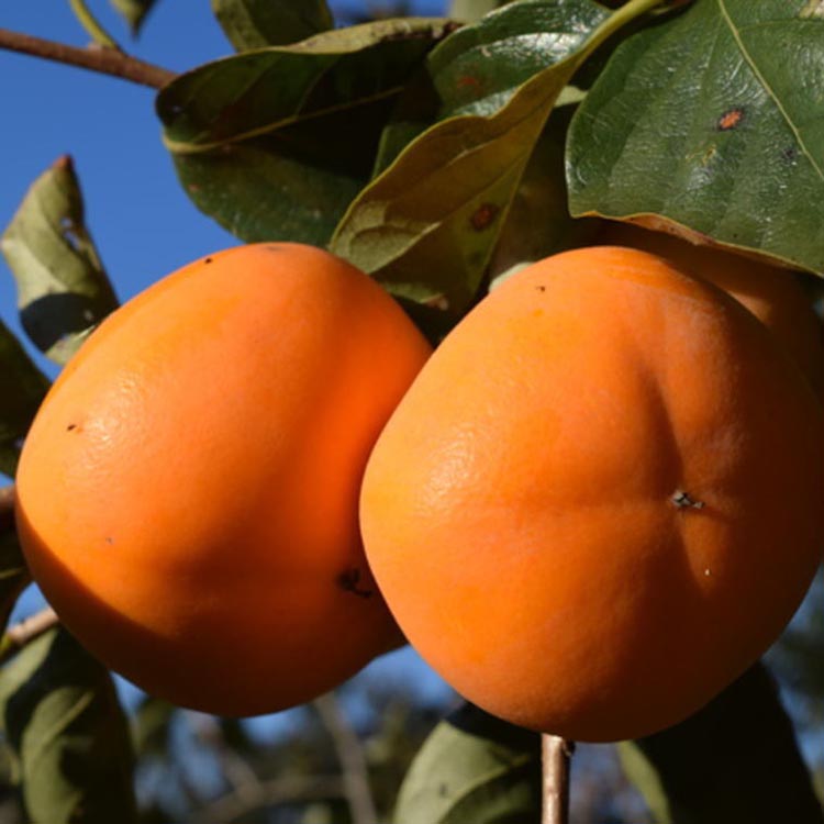 和歌山産貯蔵たねなし柿化粧箱入り（6玉～8玉入り）　※2025年12月中旬～2026年1月上旬頃に順次発送予定