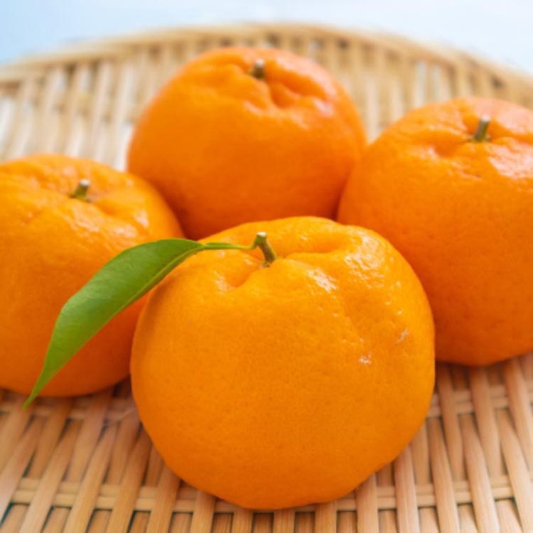 和歌山産ポンカン約5kg（サイズ混合・秀優品）※2026年2月上旬～3月上旬頃に順次発送予定