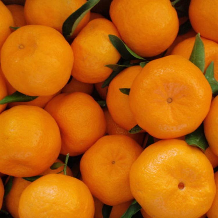 和歌山産ポンカン約5kg（サイズ混合・秀優品）※2026年2月上旬～3月上旬頃に順次発送予定