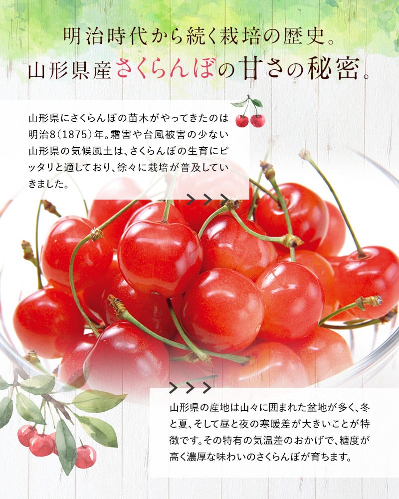 山形県南陽市のふるさと納税 【令和8年産先行予約】 さくらんぼ 「紅秀峰」 約500g (特秀 2L) 《令和8年6月下旬～発送》 『マルエ青果』 先行予約 サクランボ 果物 フルーツ 山形県 南陽市 [1406]