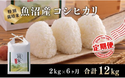 ６カ月定期便【特別栽培米】頂米金兵衛 魚沼産コシヒカリ（精米）2kg お米 コメ 