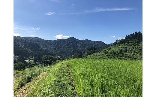 【特別栽培米】頂米 金兵衛 魚沼産従来コシヒカリ（精米）1kg お米 コメ 