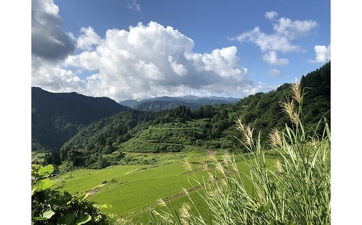 【特別栽培米】頂米 金兵衛 魚沼産従来コシヒカリ（精米）1kg お米 コメ 