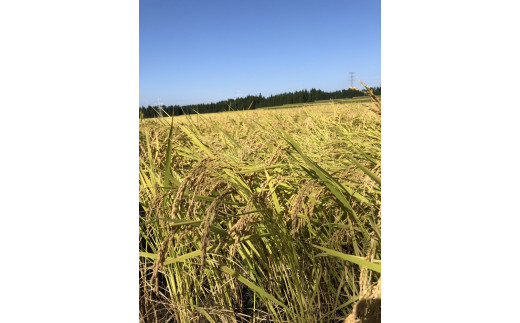 【特別栽培米】頂米 金兵衛 魚沼産従来コシヒカリ（精米）1kg お米 コメ 