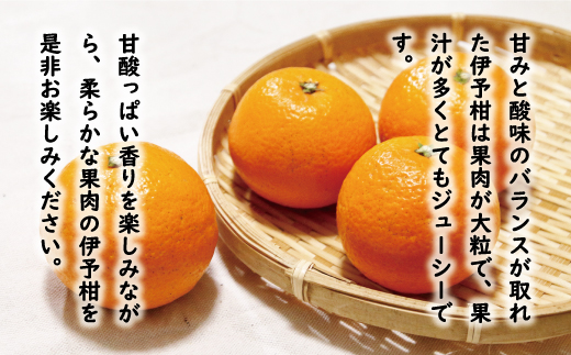 訳あり 伊予柑 7kg 7000円 （発送期間：2月中旬～無くなり次第終了） みかん いよかん ブランド 家庭用 産地直送 国産 農家直送 糖度 果樹園 期間限定 数量限定 特産品 ゼリー ジュース 人気 限定 さわやか 甘い 新鮮 果実  フルーツ 果物 柑橘 蜜柑 規格外 サイズ ミックス 愛媛県 愛南町 マルハラファーム 
