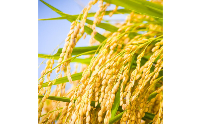 令和7年産！魚沼産 新之助【農家直送!】5kg×2袋 お米 米 コメ 