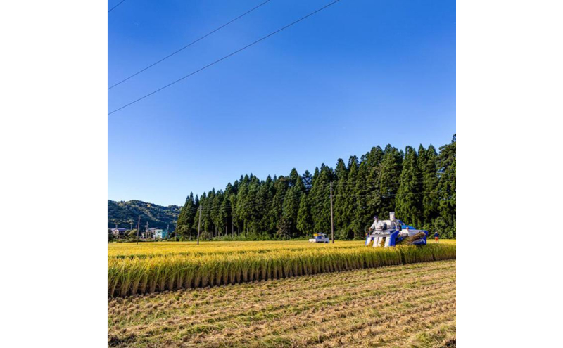 令和7年産！魚沼産コシヒカリ【農家直送!】 10kg×2袋 お米 米 コメ 