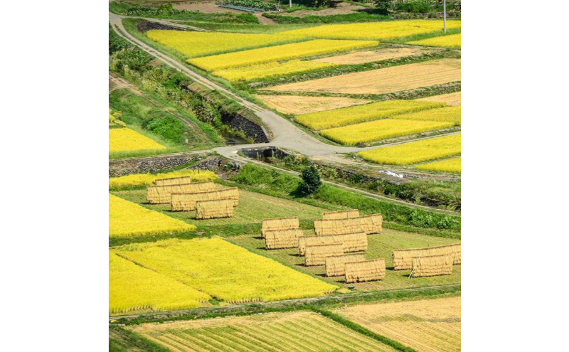 【令和7年産】定期便！魚沼産 新之助【合計120kg】10kg×12回 お米 米 こめ コメ 