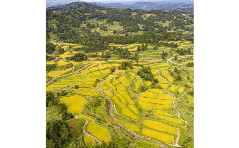 【令和7年産】定期便！魚沼産 新之助【合計60kg】20kg×3回 お米 米 こめ コメ 