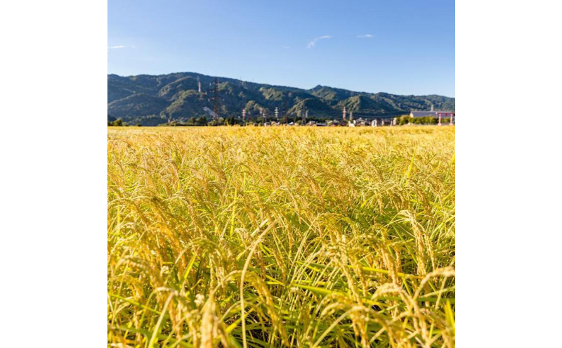 【令和7年産】定期便！魚沼産コシヒカリ【合計15kg】毎月5kg×3回 お米 ブランド米 銘柄米 精米 白米 ご飯 おにぎり お弁当 和食 産地直送 