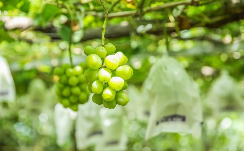 干しぶどうバターサンド6個入（3種類×2個） お菓子 焼菓子 洋菓子 スイーツ おやつ ティータイム 