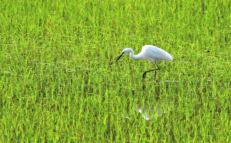 魚沼産川西こしひかり5kg×4 