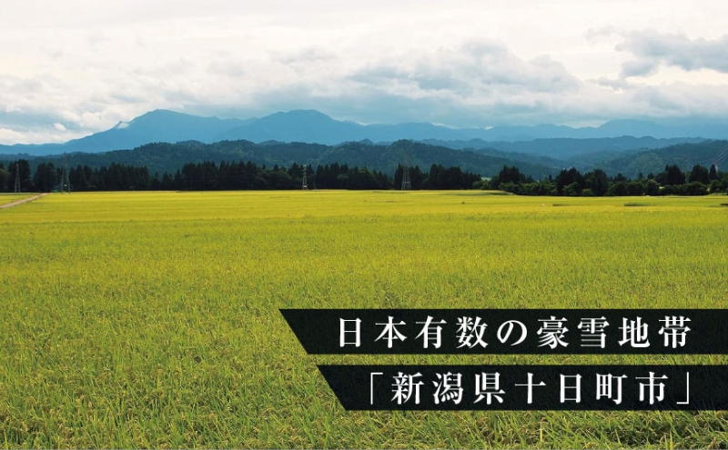 数量限定 従来品種 魚沼産コシヒカリ 精米 5kg×4