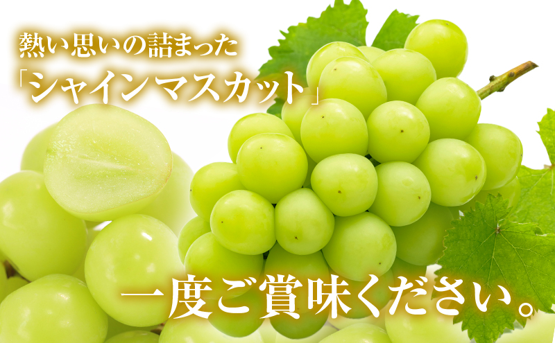 シャインマスカット 約4kg ぶどう 葡萄 フルーツ 岡山 高梁市産 2026年 先行予約 果物類 芳醇な香り 種なし 皮ごと 