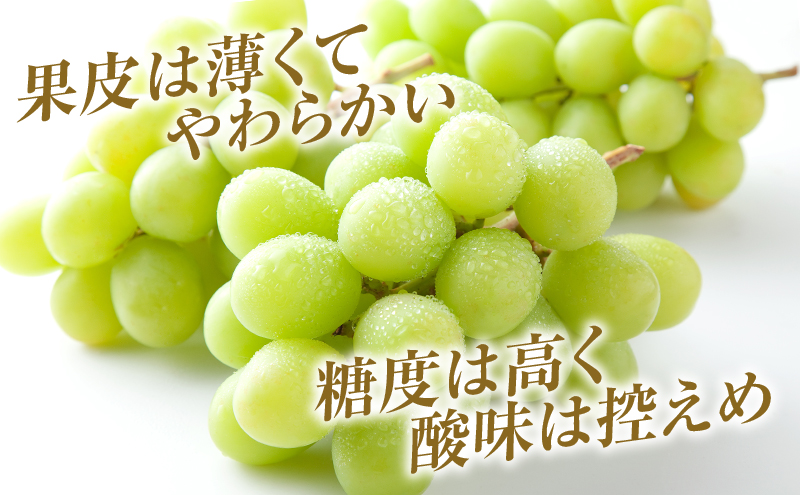 シャインマスカット 約2kg 3～5房 ぶどう 葡萄 フルーツ 岡山