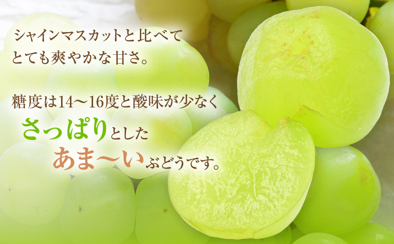 岡山県高梁市のふるさと納税 2025年 先行予約 瀬戸ジャイアンツ 2房 合計約1kg 冷蔵配送 ぶどう 葡萄 フルーツ 果物 岡山 岡山のぶどう 食後 デザート 産地直送 皮ごと 酸味が少ない 爽やか 甘い