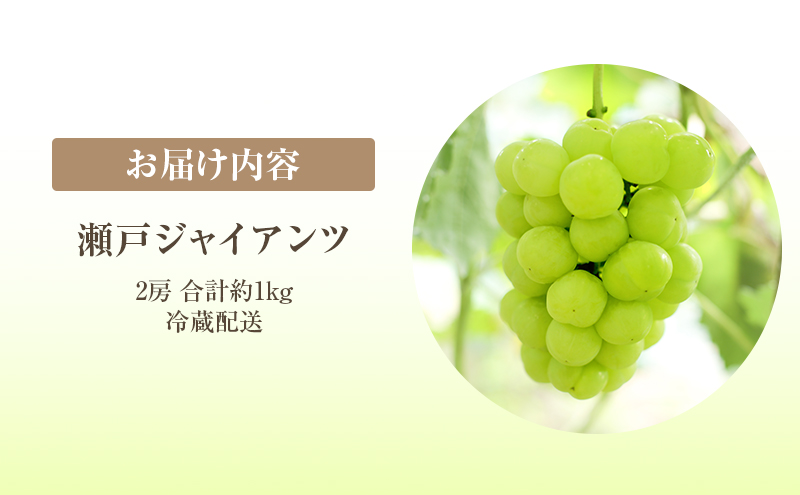岡山県高梁市のふるさと納税 2025年 先行予約 瀬戸ジャイアンツ 2房 合計約1kg 冷蔵配送 ぶどう 葡萄 フルーツ 果物 岡山 岡山のぶどう 食後 デザート 産地直送 皮ごと 酸味が少ない 爽やか 甘い