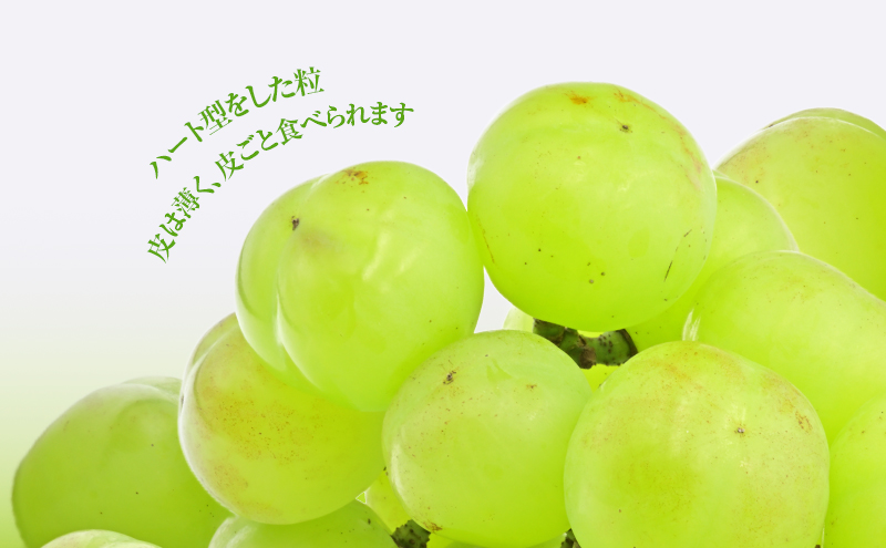 岡山県高梁市のふるさと納税 2025年 先行予約 瀬戸ジャイアンツ 2房 合計約1kg 冷蔵配送 ぶどう 葡萄 フルーツ 果物 岡山 岡山のぶどう 食後 デザート 産地直送 皮ごと 酸味が少ない 爽やか 甘い