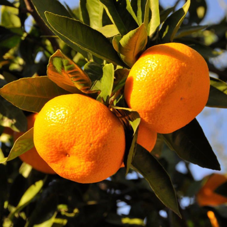 ZD6162_【秀品】 有田ブランド 賢みかん 10kg（Sサイズ） 【ミカン