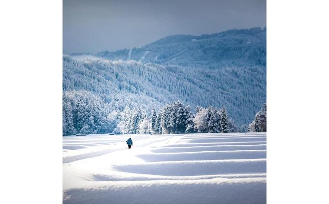 【令和7年産】定期便！魚沼産こだわり従来コシヒカリ【合計360kg】毎月30kg×12回 ブランド米 銘柄米 白米 精米 ご飯 おにぎり お弁当 