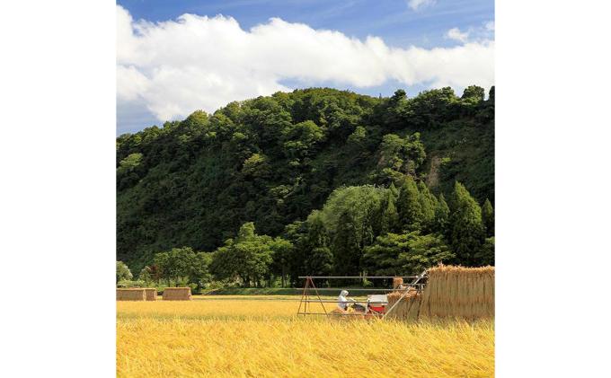 【令和7年産】定期便！魚沼産こだわり従来コシヒカリ【合計15kg】毎月5kg×3回 ブランド米 銘柄米 白米 精米 ご飯 おにぎり お弁当 