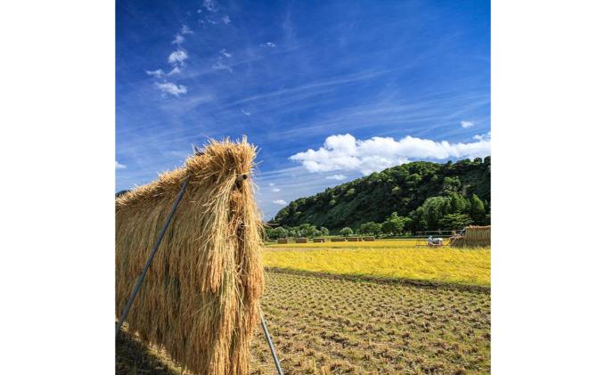 【令和7年産】定期便！魚沼産こだわり従来コシヒカリ【合計180kg】毎月30kg×6回 ブランド米 銘柄米 白米 精米 ご飯 おにぎり お弁当 