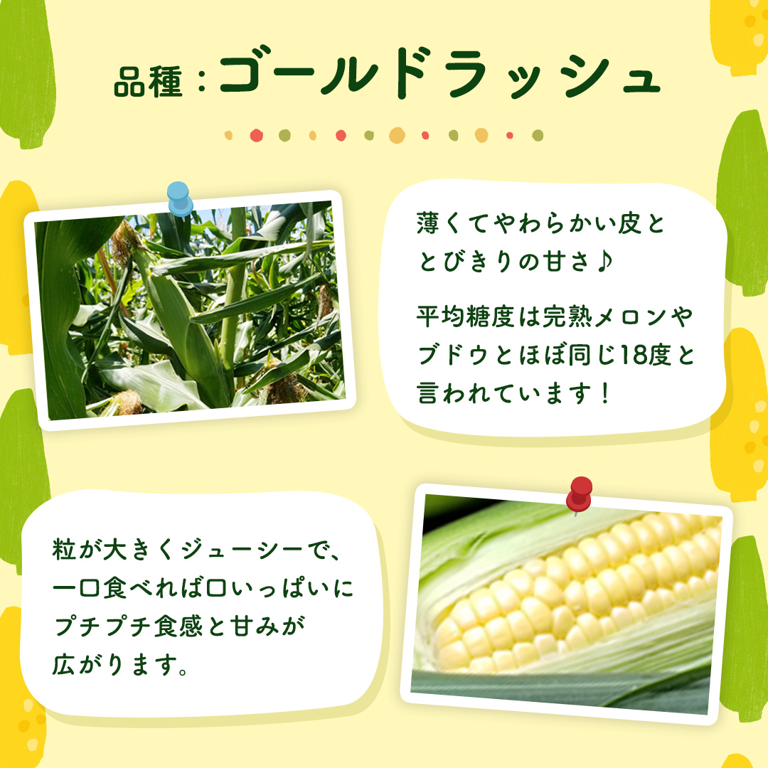 先行予約 令和7年 6月下旬 以降発送 】 朝採り とうもろこし