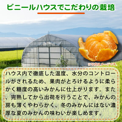 G6029_【2026年先行予約】紀州和歌山 ハウスみかん 2.5kg 赤秀品