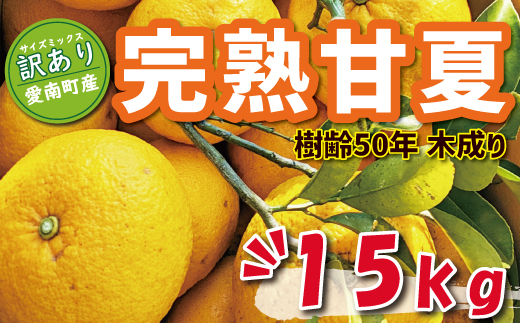 訳あり 木成り 完熟 甘夏 15kg 10000円 先行予約 （発送期間：3月中旬～5月上旬） みかん あまなつ 夏みかん グレープフルーツ だいだい 家庭用 事前 予約 受付 産地直送 国産 農家直送 果樹園 期間限定 数量限定 特産品 ゼリー マーマレード ピール ジュース デザート 人気 甘い おいしい フルーツ 果物 柑橘 蜜柑 規格外 減農薬 愛媛県 愛南町 あいなん総合ファクトリー