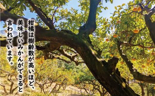 訳あり 木成り 完熟 甘夏 15kg 10000円 先行予約 （発送期間：3月中旬～5月上旬） みかん あまなつ 夏みかん グレープフルーツ だいだい 家庭用 事前 予約 受付 産地直送 国産 農家直送 果樹園 期間限定 数量限定 特産品 ゼリー マーマレード ピール ジュース デザート 人気 甘い おいしい フルーツ 果物 柑橘 蜜柑 規格外 減農薬 愛媛県 愛南町 あいなん総合ファクトリー