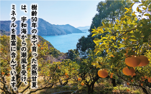 訳あり 木成り 完熟 甘夏 15kg 10000円 先行予約 （発送期間：3月中旬～5月上旬） みかん あまなつ 夏みかん グレープフルーツ だいだい 家庭用 事前 予約 受付 産地直送 国産 農家直送 果樹園 期間限定 数量限定 特産品 ゼリー マーマレード ピール ジュース デザート 人気 甘い おいしい フルーツ 果物 柑橘 蜜柑 規格外 減農薬 愛媛県 愛南町 あいなん総合ファクトリー