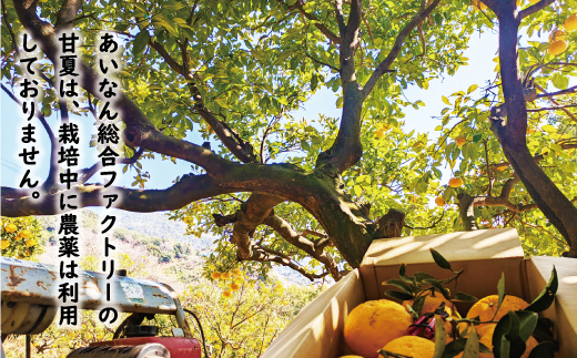 訳あり 木成り 完熟 甘夏 15kg 10000円 先行予約 （発送期間：3月中旬～5月上旬） みかん あまなつ 夏みかん グレープフルーツ だいだい 家庭用 事前 予約 受付 産地直送 国産 農家直送 果樹園 期間限定 数量限定 特産品 ゼリー マーマレード ピール ジュース デザート 人気 甘い おいしい フルーツ 果物 柑橘 蜜柑 規格外 減農薬 愛媛県 愛南町 あいなん総合ファクトリー