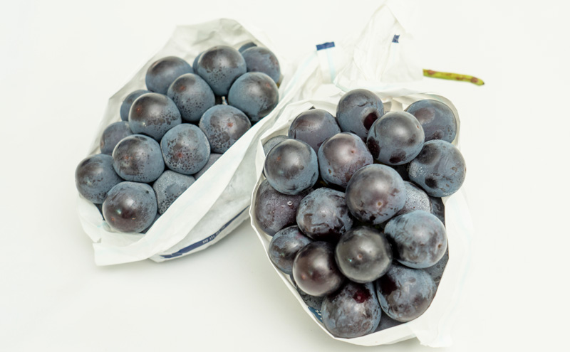 フルーツ 定期便 2026年 先行予約 フルーツ王国 岡山の果物 5回コース 夏～冬物語 桃 もも 葡萄 ぶどう 梨 なし岡山県産 国産 果物 セット ギフト 