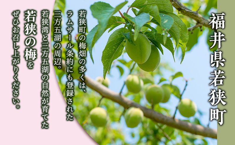 梅干し 合計800g 甘くない梅干し 2つ セット 紅さし梅 紅映梅 梅 うめ ウメ 福井県 福井 