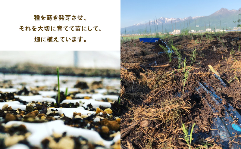 【2026年5月～発送】半農半画家 イマイ畑 自慢の≪アスパラガス 2kg M-2Lサイズ混合≫ 露地栽培 北海道 富良野市 (イマイカツミ) 野菜 アスパラ 健康 太い 安心 道産 産地直送 