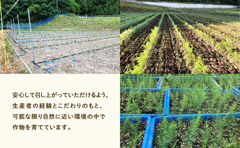 【2026年5月～発送】半農半画家 イマイ畑 自慢の≪アスパラガス 2kg M-2Lサイズ混合≫ 露地栽培 北海道 富良野市 (イマイカツミ) 野菜 アスパラ 健康 太い 安心 道産 産地直送 