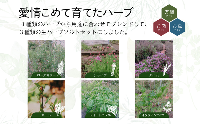 限定生産！手摘み生ハーブソルト詰め合わせ