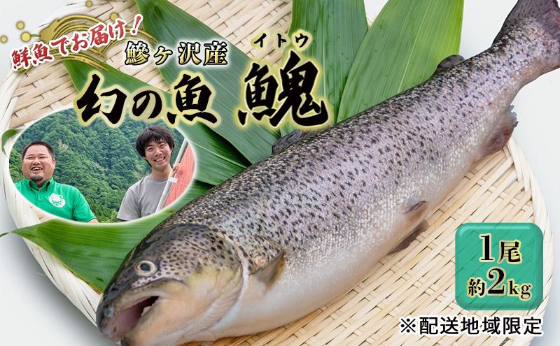 【青森県鰺ヶ沢町】鮮魚 幻の魚 イトウ 1尾 約2kg 魚 川魚 魚介 魚介類 海鮮 お刺身 刺し身 おかず おつまみ つまみ お酒のつまみ 酒のつまみ 幻 魚 青森 青森県 鰺ヶ沢町 ※配送地域限定