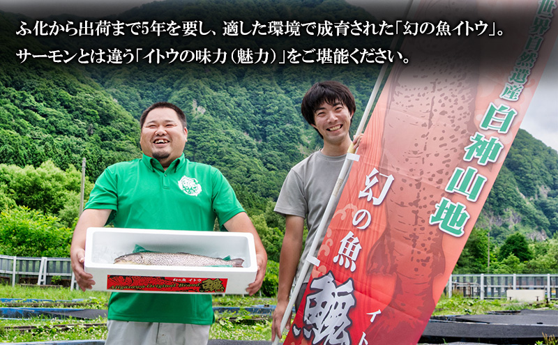 鮮魚 幻の魚 イトウ 1尾 約2kg 魚 川魚 魚介 魚介類 海鮮 お刺身 刺し身 おかず おつまみ つまみ お酒のつまみ 酒のつまみ 幻 魚 青森 青森県 鰺ヶ沢町 ※配送地域限定