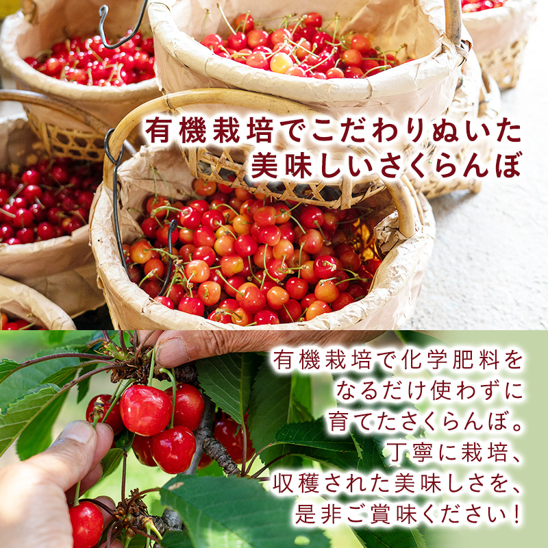 先行受付 さくらんぼ【 南陽 】800g（200g×4）L-LLサイズ混合  サクランボ チェリー フルーツ 果物 果物類 ギフト 北海道 仁木町 仁木 [横山農園]