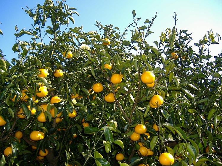 和歌山県 由良町産 はっさく 約10kg ご家庭用 サイズ混合  S～3Lサイズ