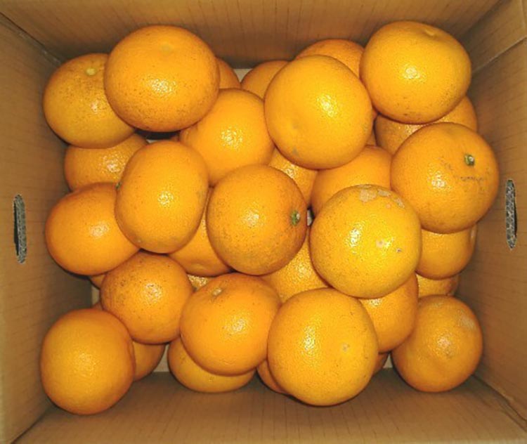 和歌山県 由良町産 はっさく 約10kg ご家庭用 サイズ混合  S～3Lサイズ